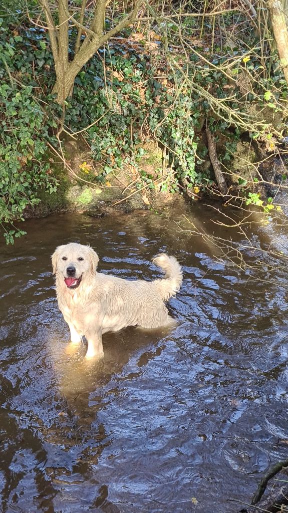 Les Golden Retriever de l'affixe de la Vallée Des Ki Saout