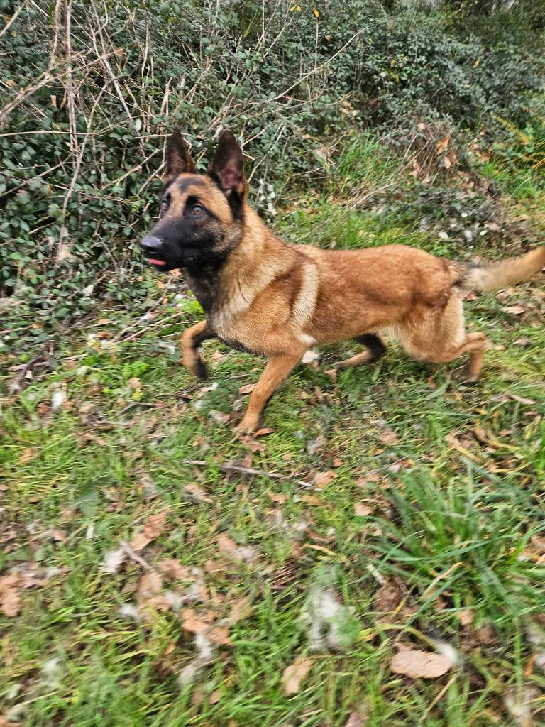 Turbo de la Vallée Des Ki Saout