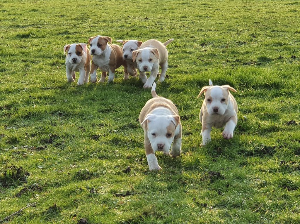 de la Vallée Des Ki Saout - American Staffordshire Terrier - Portée née le 15/11/2019
