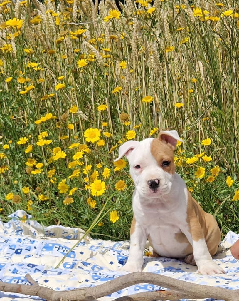 de la Vallée Des Ki Saout - Chiot disponible  - American Staffordshire Terrier
