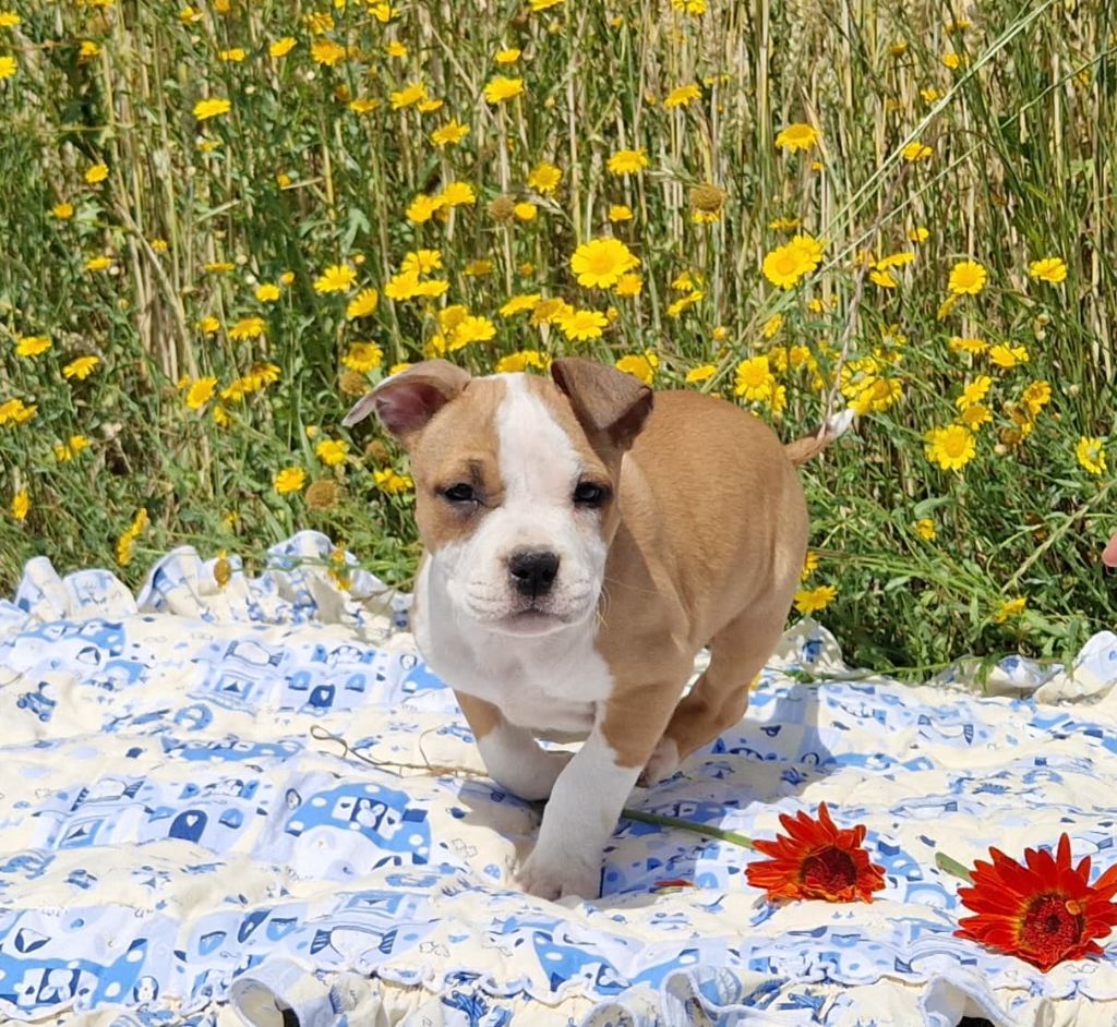 de la Vallée Des Ki Saout - Chiot disponible  - American Staffordshire Terrier
