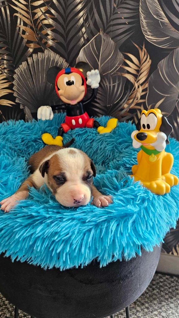 de la Vallée Des Ki Saout - Chiot disponible  - American Staffordshire Terrier