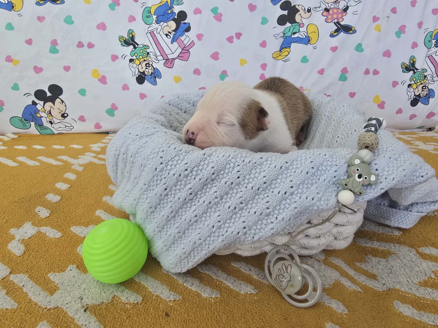 de la Vallée Des Ki Saout - Chiots disponibles - American Staffordshire Terrier