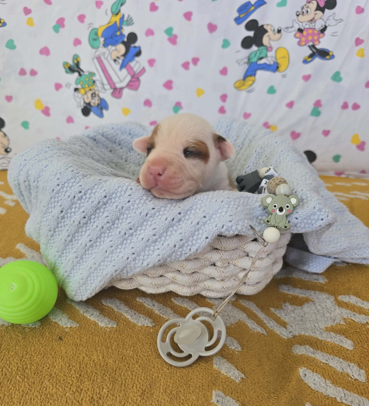 de la Vallée Des Ki Saout - Chiots disponibles - American Staffordshire Terrier