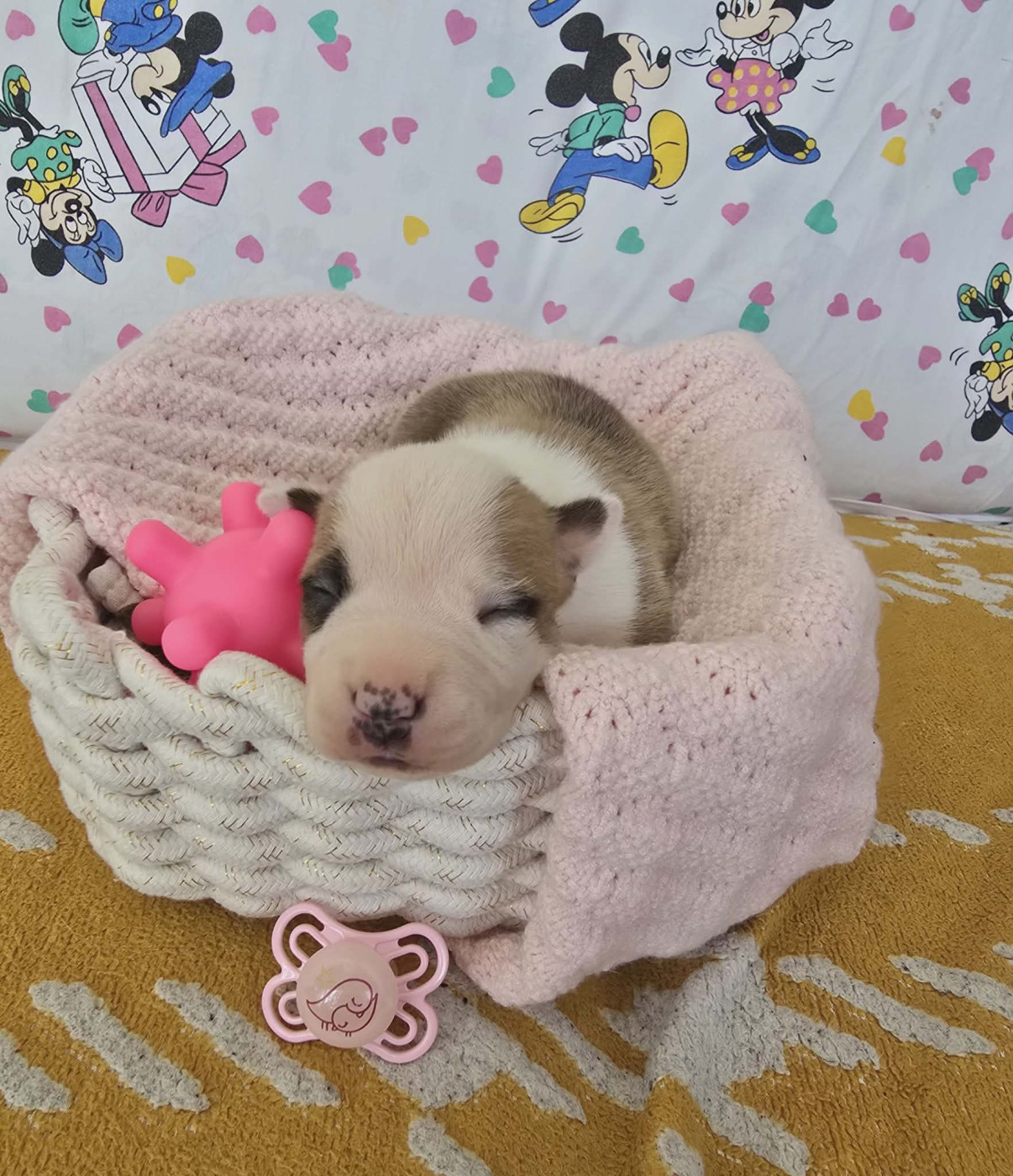 de la Vallée Des Ki Saout - Chiots disponibles - American Staffordshire Terrier