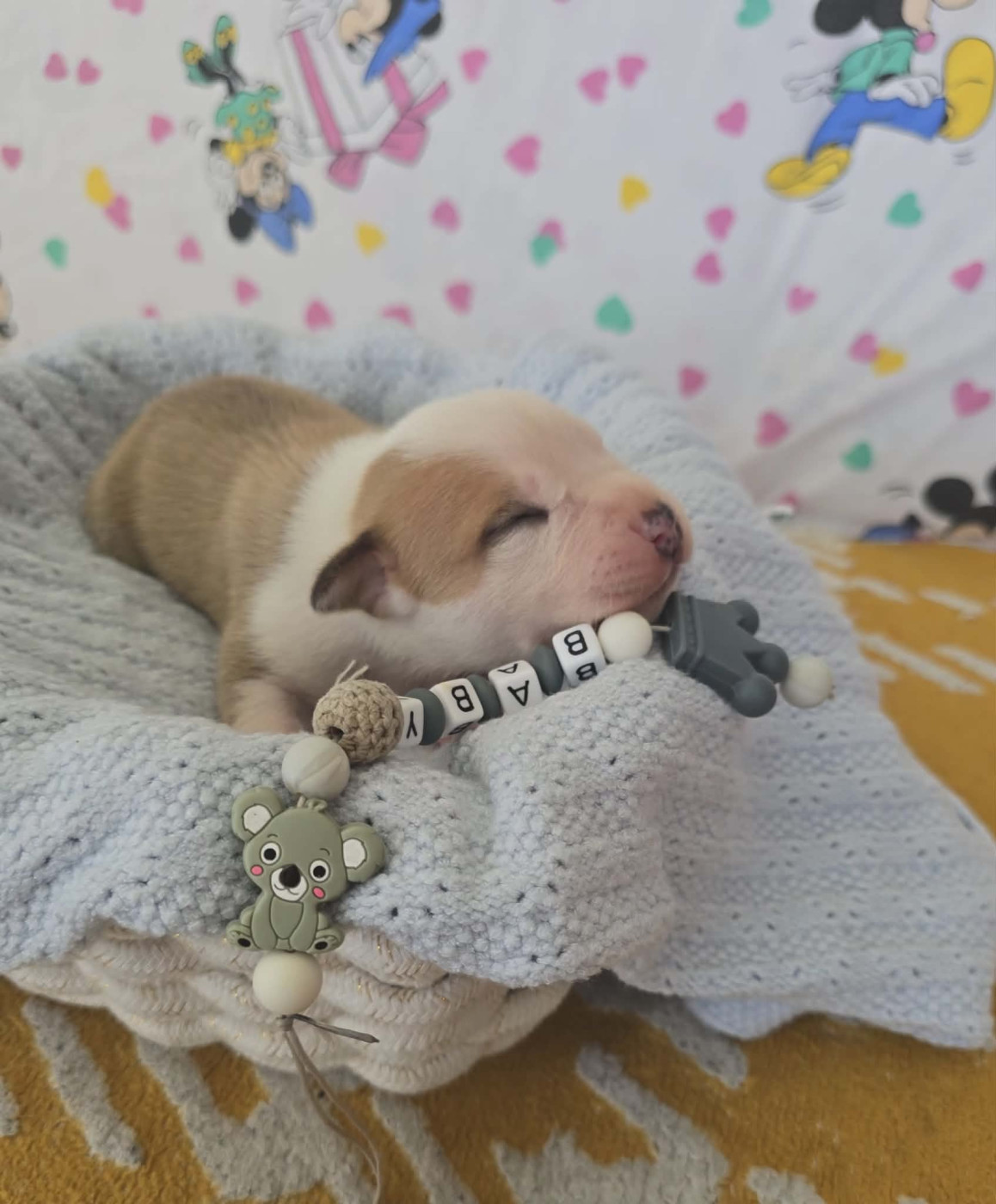 de la Vallée Des Ki Saout - Chiots disponibles - American Staffordshire Terrier