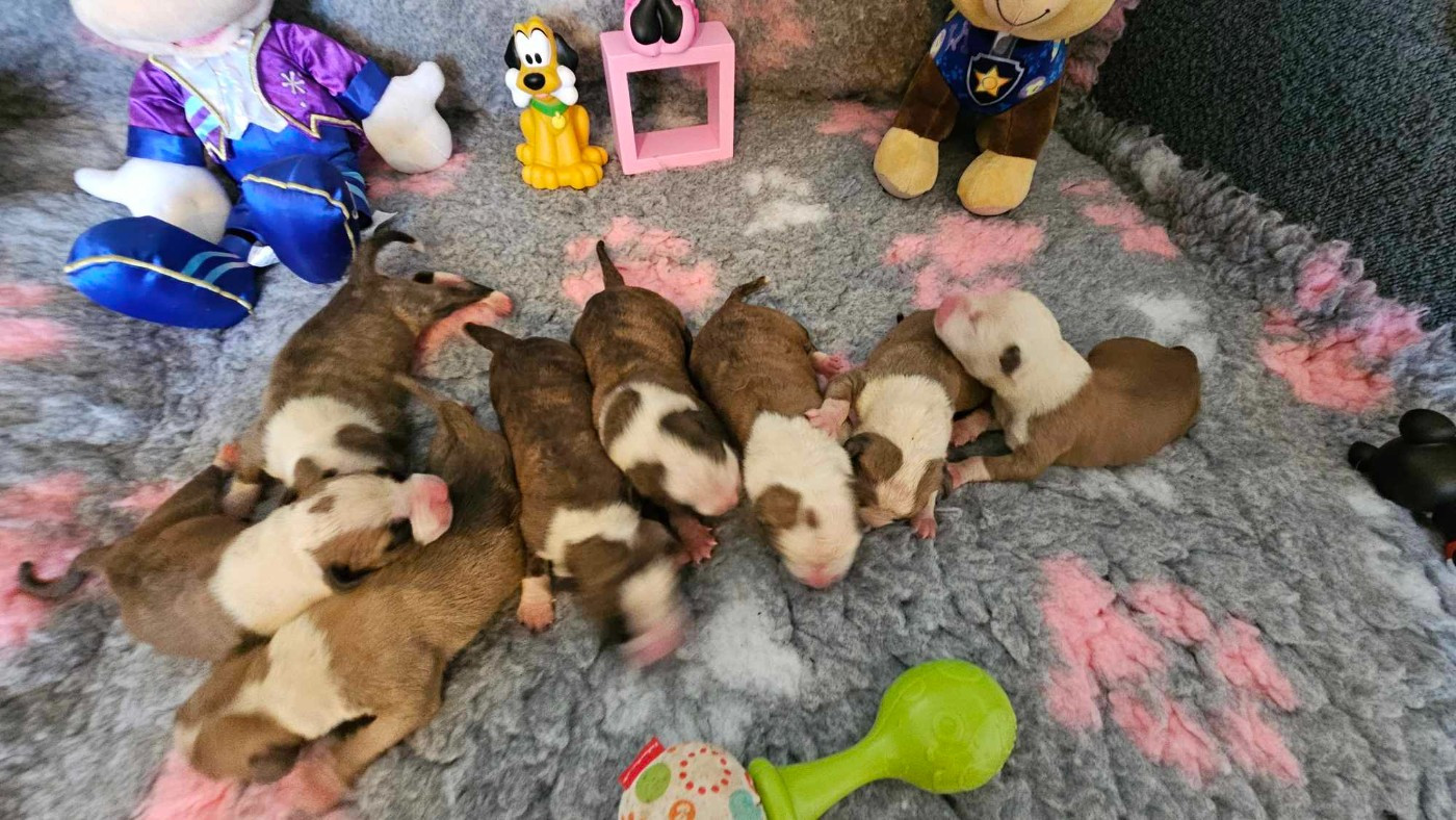 Chiot American Staffordshire Terrier de la Vallée Des Ki Saout