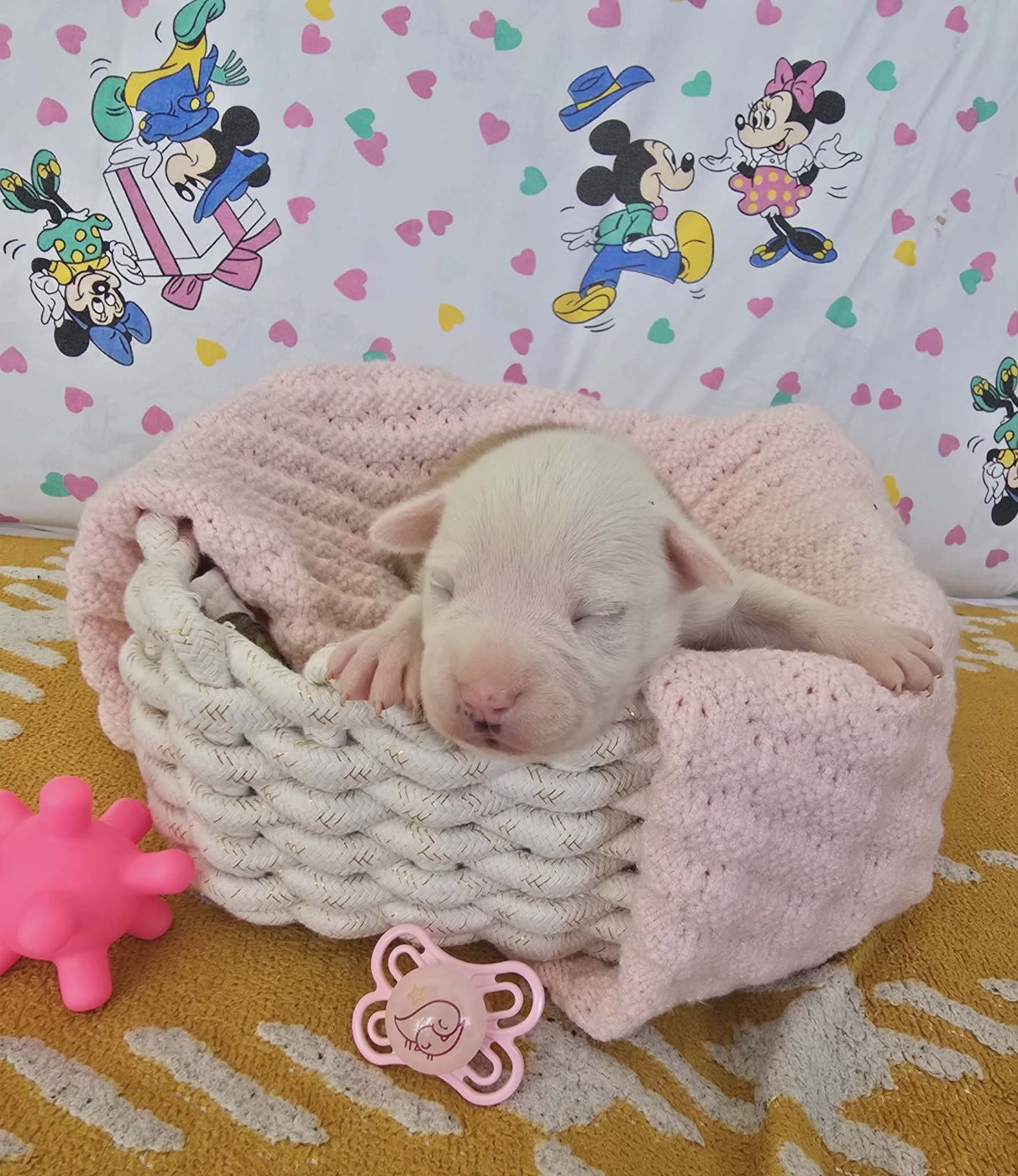 de la Vallée Des Ki Saout - Chiots disponibles - American Staffordshire Terrier
