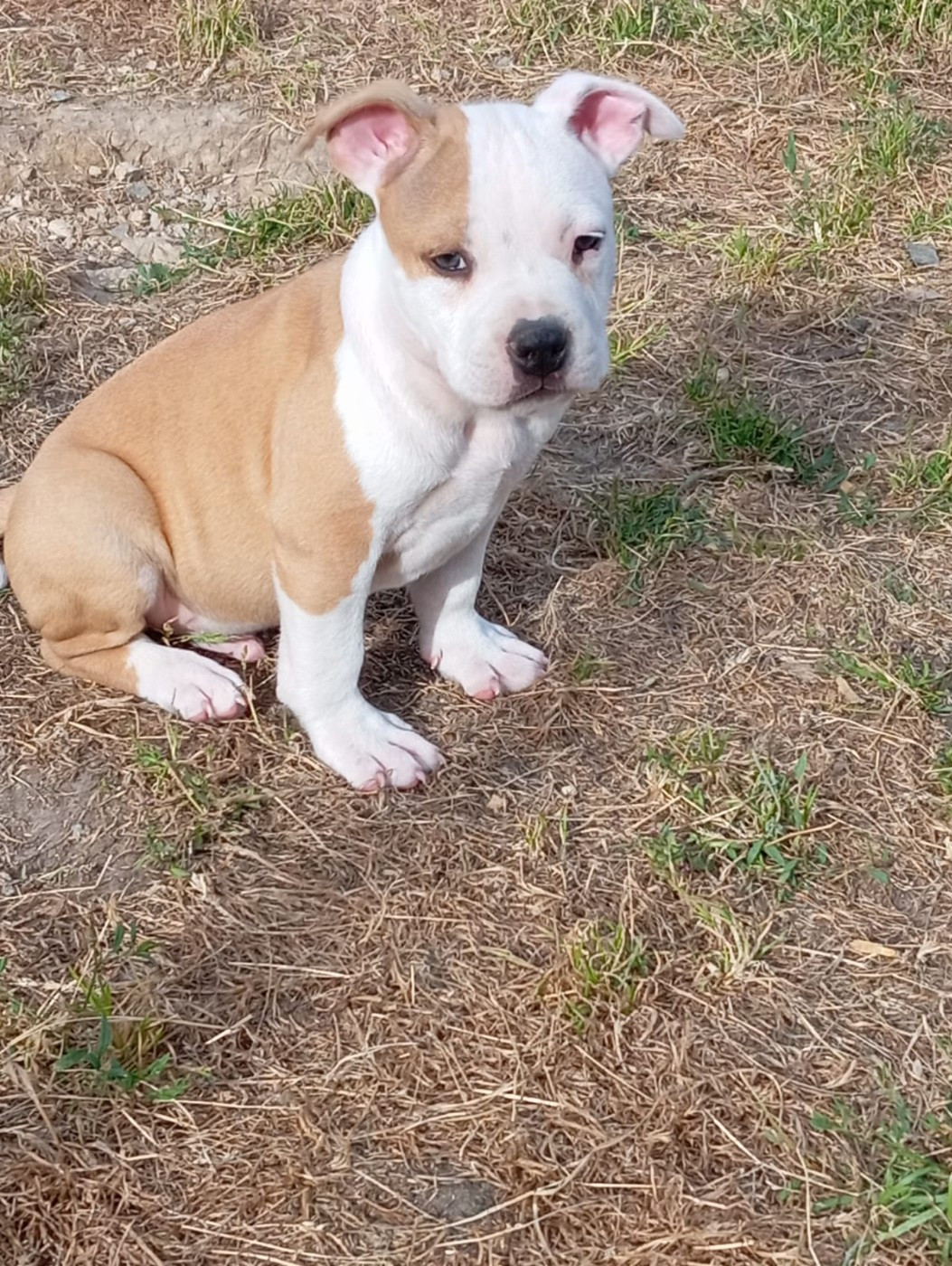 de la Vallée Des Ki Saout - Chiots disponibles - American Staffordshire Terrier