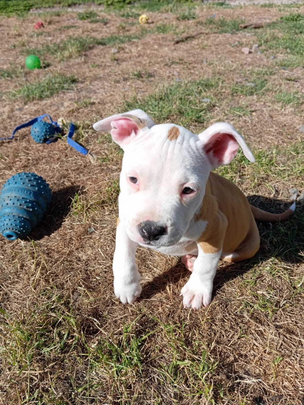 de la Vallée Des Ki Saout - Chiots disponibles - American Staffordshire Terrier
