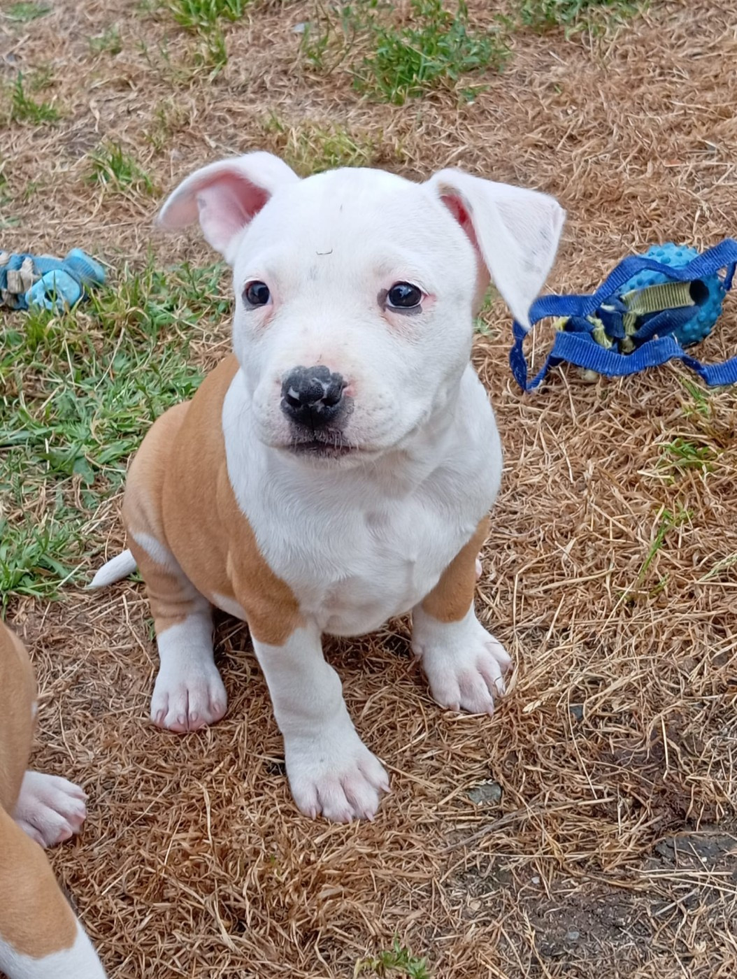 de la Vallée Des Ki Saout - Chiots disponibles - American Staffordshire Terrier