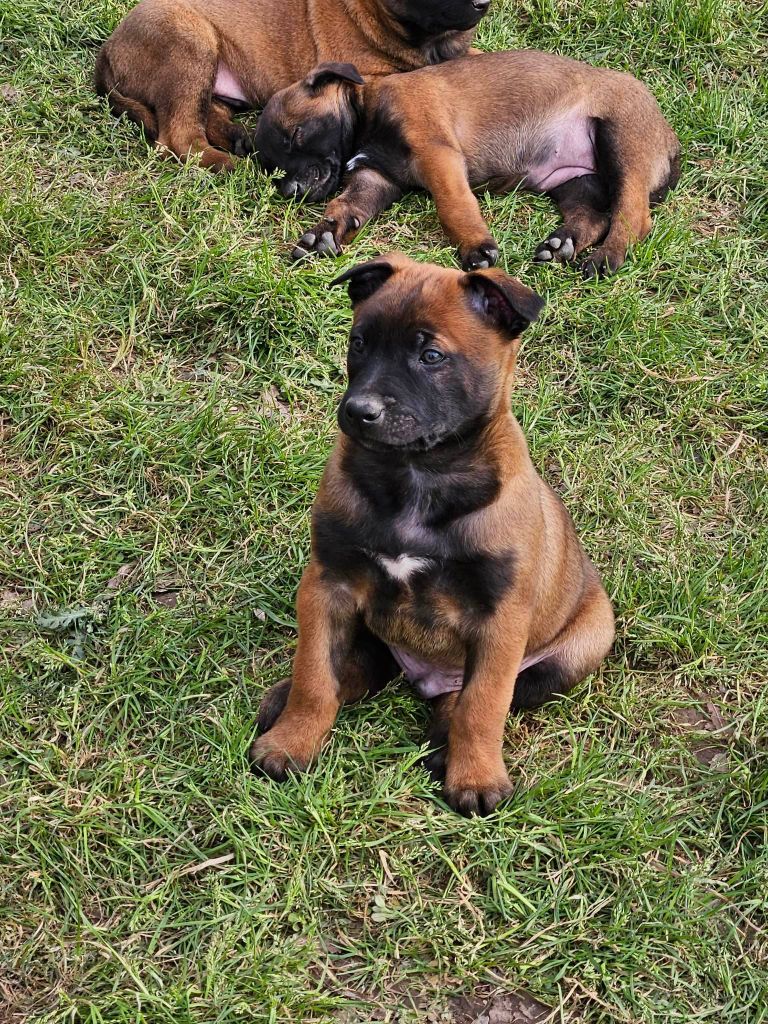 de la Vallée Des Ki Saout - Chiots disponibles - Berger Belge