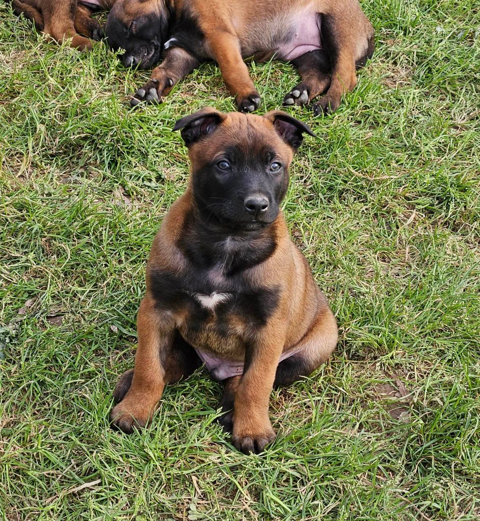 de la Vallée Des Ki Saout - Chiots disponibles - Berger Belge