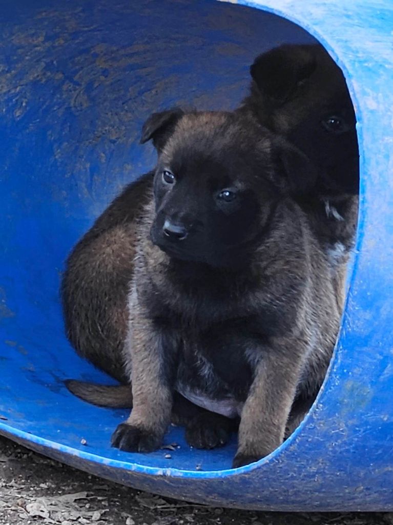 de la Vallée Des Ki Saout - Chiots disponibles - Berger Belge