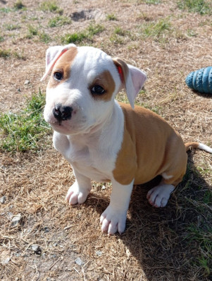 Chiot N°6