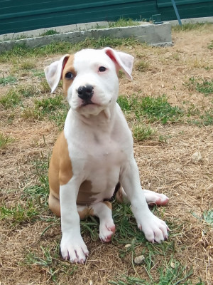 Chiot N°7
