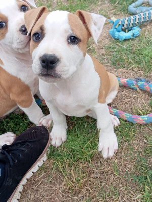 Chiot N°8
