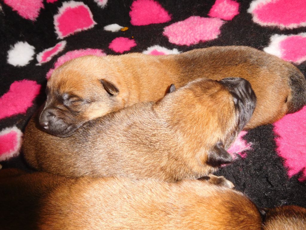 de la Vallée Des Ki Saout - Chiots disponibles - Berger Belge